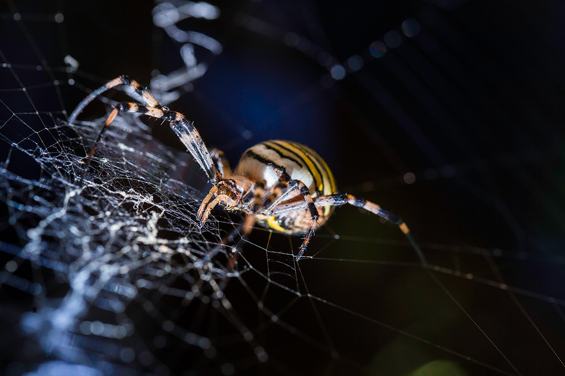 Arachnide