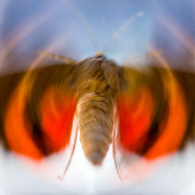 Papillon-une
