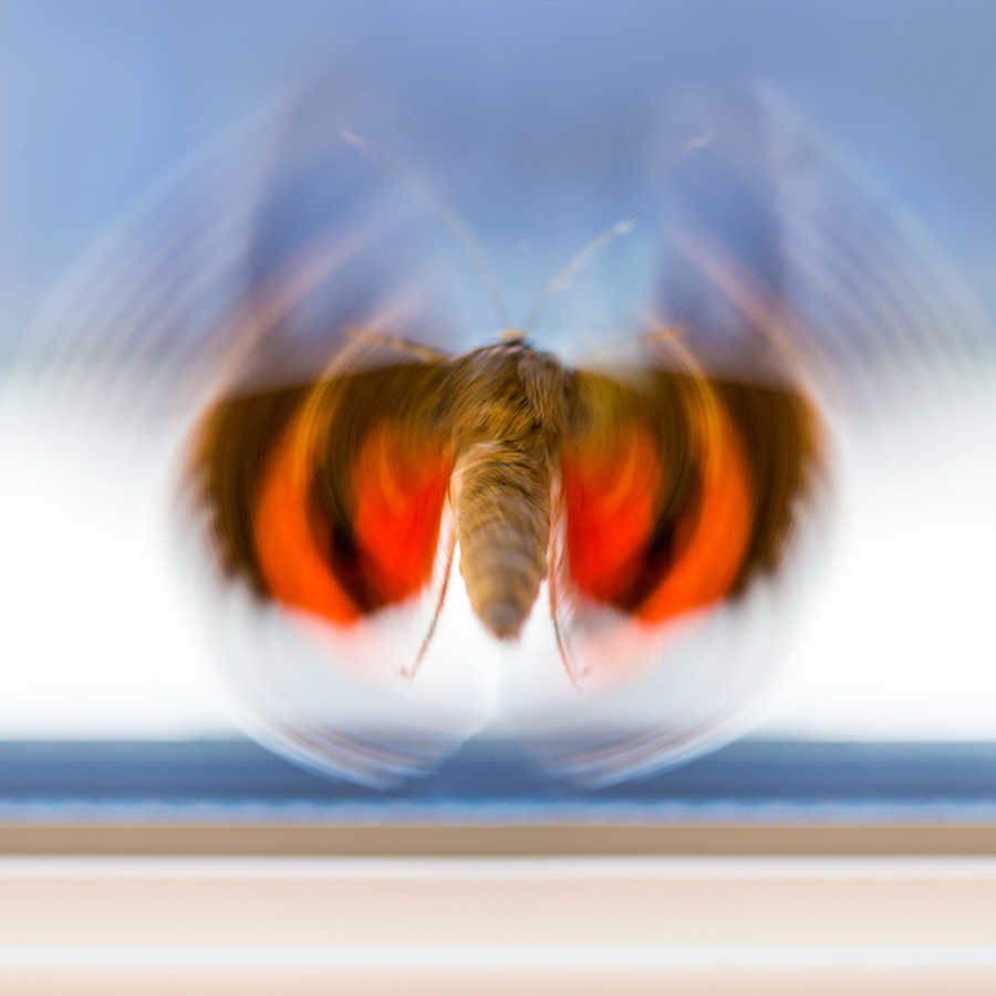 Photo papillon